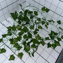 Плющ