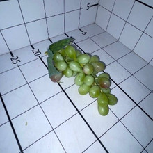 Виноград спелый